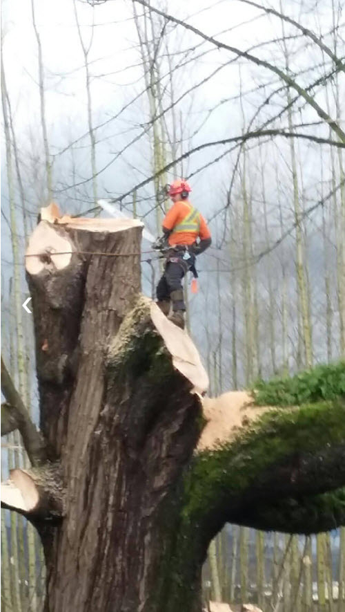 S A S Logging & Tree Service | 51633 Yale Rd, Rosedale, BC V0X 1X1, Canada | Phone: (778) 860-3078
