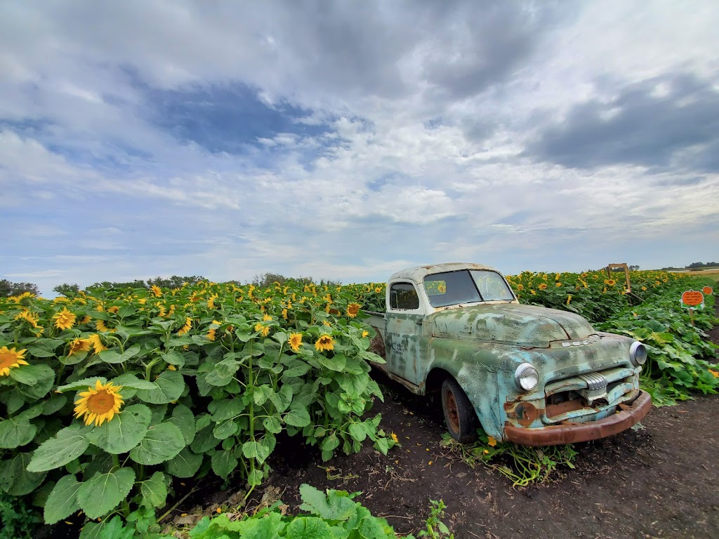 Kraay Family Farm, Home of the Lacombe Corn Maze, inc. | Site 6 Box 9 RR 1, Lacombe, AB T4L 2N1, Canada | Phone: (403) 302-1709