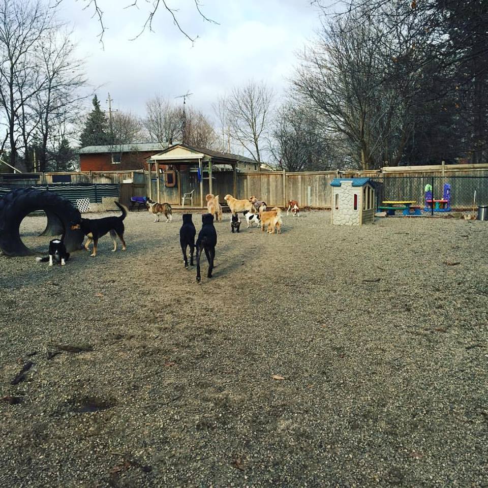 Country Tails Doggie Daycare | 780 Hwy#6, Hamilton, ON L8N 2Z7, Canada | Phone: (905) 689-8005