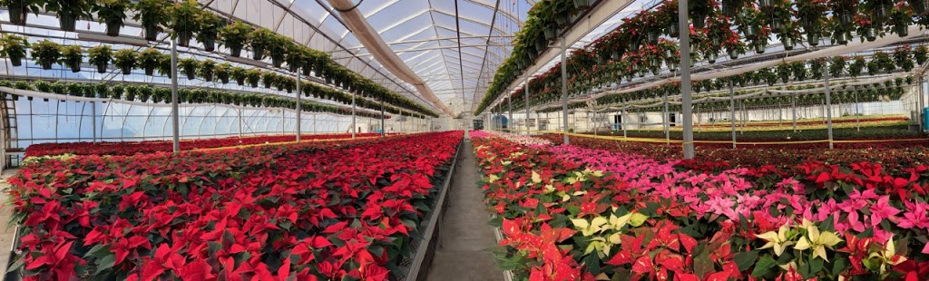 Woodley Farm & Greenhouses | 1222 Norfolk County Rd 19 E, Norfolk County, ON N0E 1Z0, Canada | Phone: (519) 443-4626