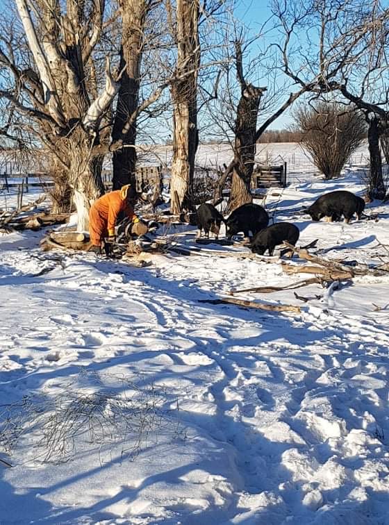 Cobblestone Farm Berkshire Pigs | Box 92, Imperial, SK S0G 2J0, Canada | Phone: (306) 715-2042