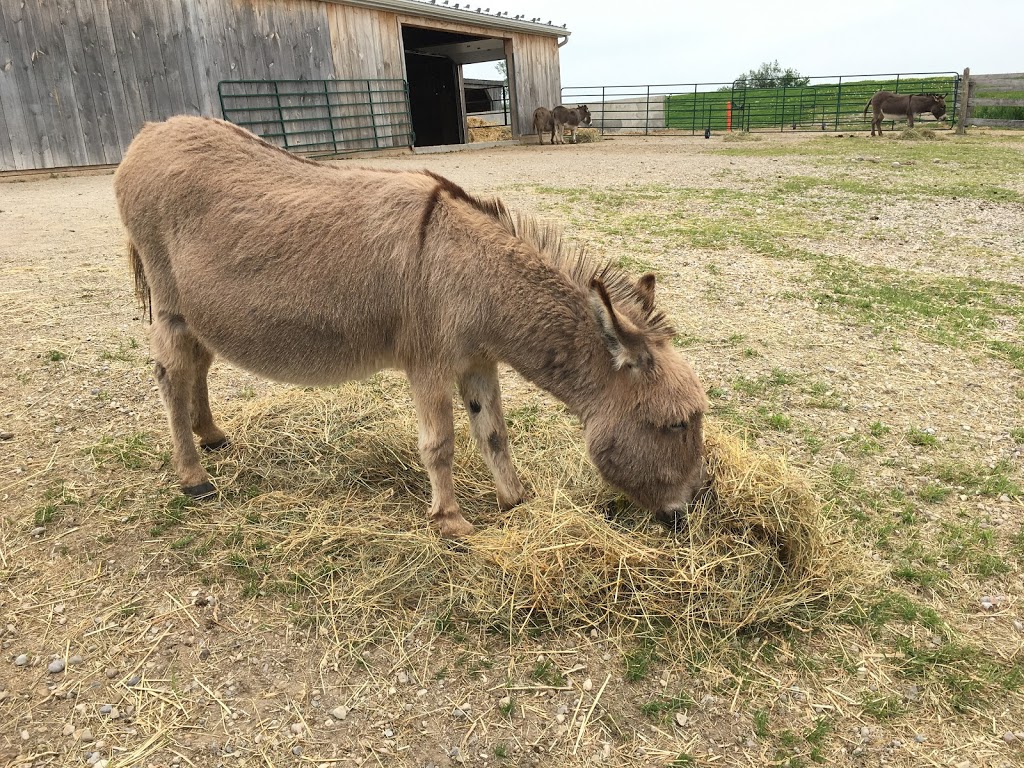 The Donkey Sanctuary of Canada | 6981 Conc. 4, Puslinch, ON N0B 2J0, Canada | Phone: (519) 836-1697