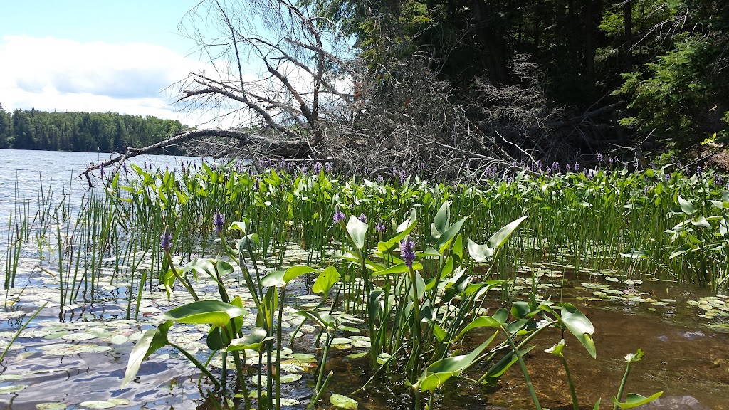 Granite Ridge Campground | 2900 Hwy 518 E, Kearney, ON P0A 1M0, Canada | Phone: (705) 636-1474