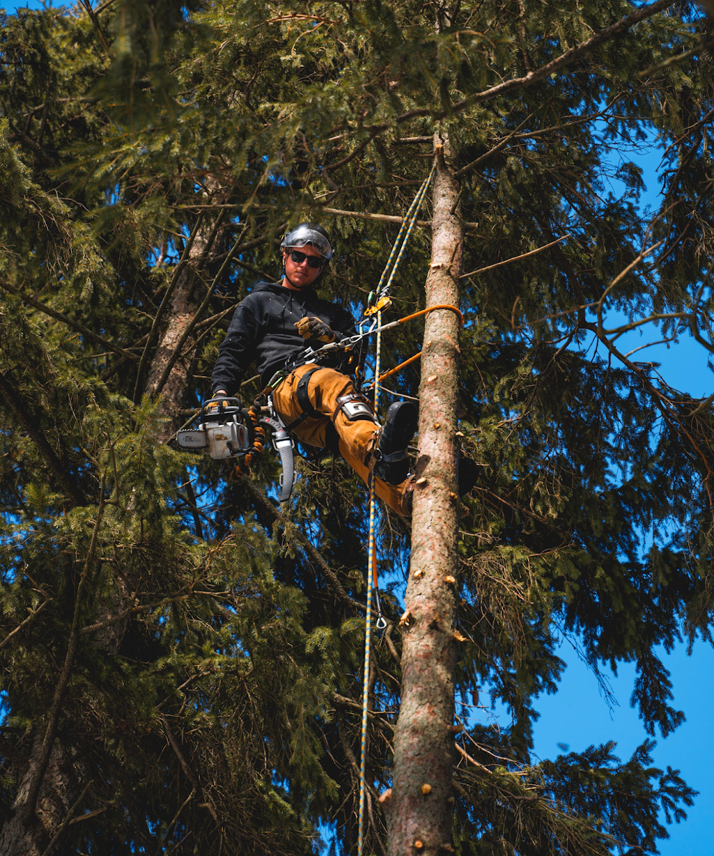 Borers Falls Tree Service | 830 Montgomery Dr, Ancaster, ON L9G 3H8, Canada | Phone: (289) 880-0047