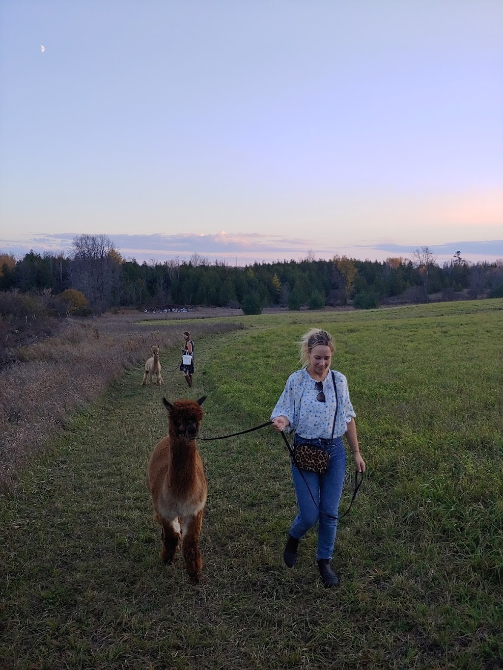 Wanderlight Alpaca Experience | 874 Lynchs Rock Rd, Lakefield, ON K0L 2H0, Canada | Phone: (705) 652-0987