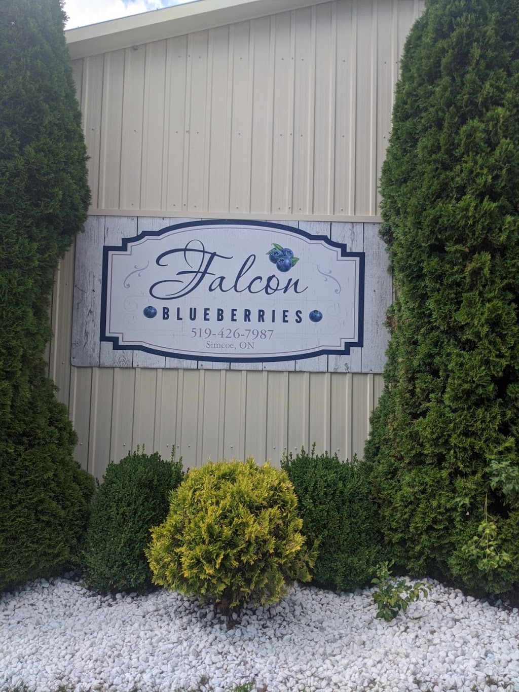 Falcon Blueberries | 1331 Charlotteville Rd 7, Simcoe, ON N3Y 4K5, Canada | Phone: (519) 426-7987