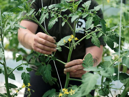 Les jardins Sauvé-Lafrance | 121 Rang Saint-André, Saint-Bernard-de-Lacolle, QC J0J 1V0, Canada | Phone: (514) 817-2086