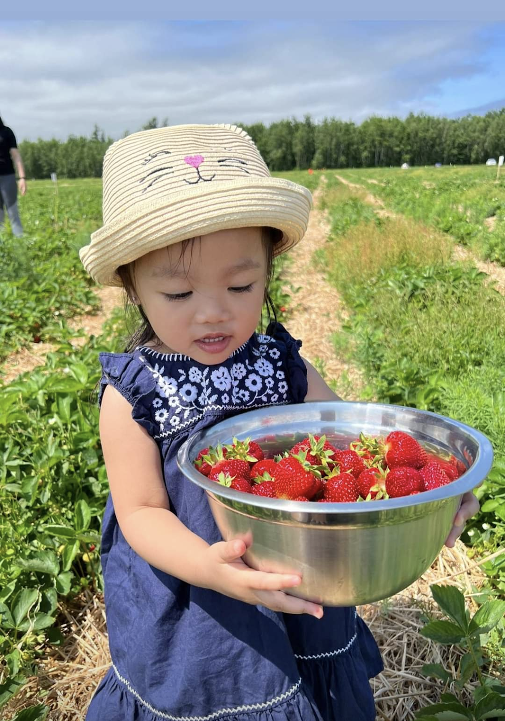 Poirier Strawberry Farm | 11 Chem. Poirier, Saint-Édouard-de-Kent, NB E4S 4T9, Canada | Phone: (506) 743-2922