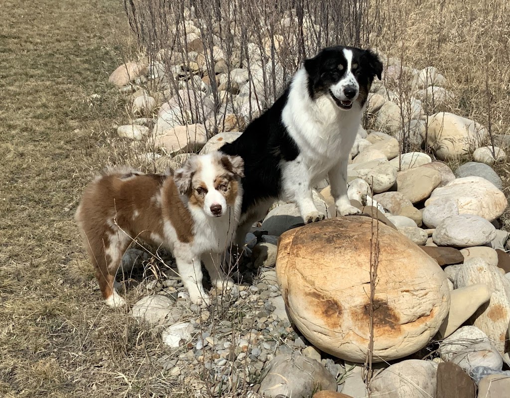 Big Rock Australian Shepherds | 14 303 Ave W, Okotoks, AB T1S 1A2, Canada | Phone: (403) 990-8506