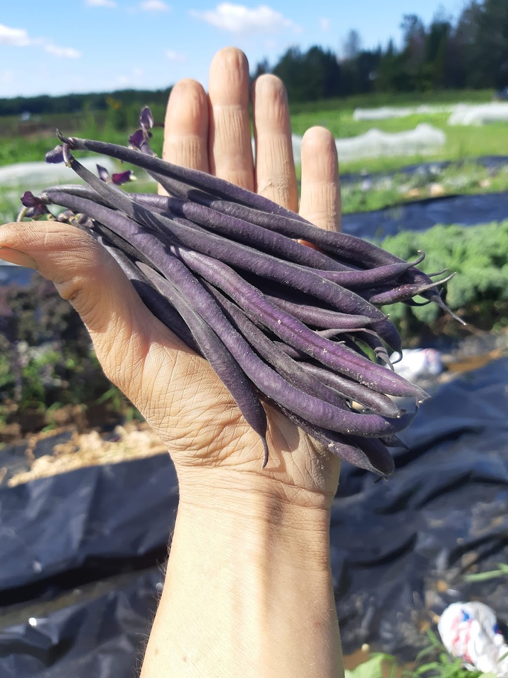 Ferme au septième sol | 1440 Chem. de la Côte Georges, Mascouche, QC J7K 3C2, Canada | Phone: (514) 922-9868