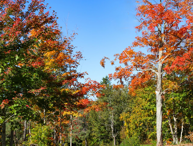 Maple Meadows Campground | 14219 Ceilidh Trail, Strathlorne, NS B0E 1N0, Canada | Phone: (902) 903-2527