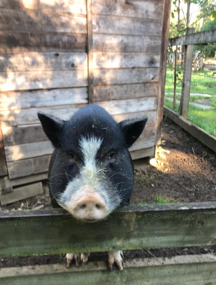 Hearts On Noses A Mini Pig Sanctuary | 30471 Dewdney Trunk Rd, Mission, BC V4S 1C3, Canada | Phone: (604) 462-0958