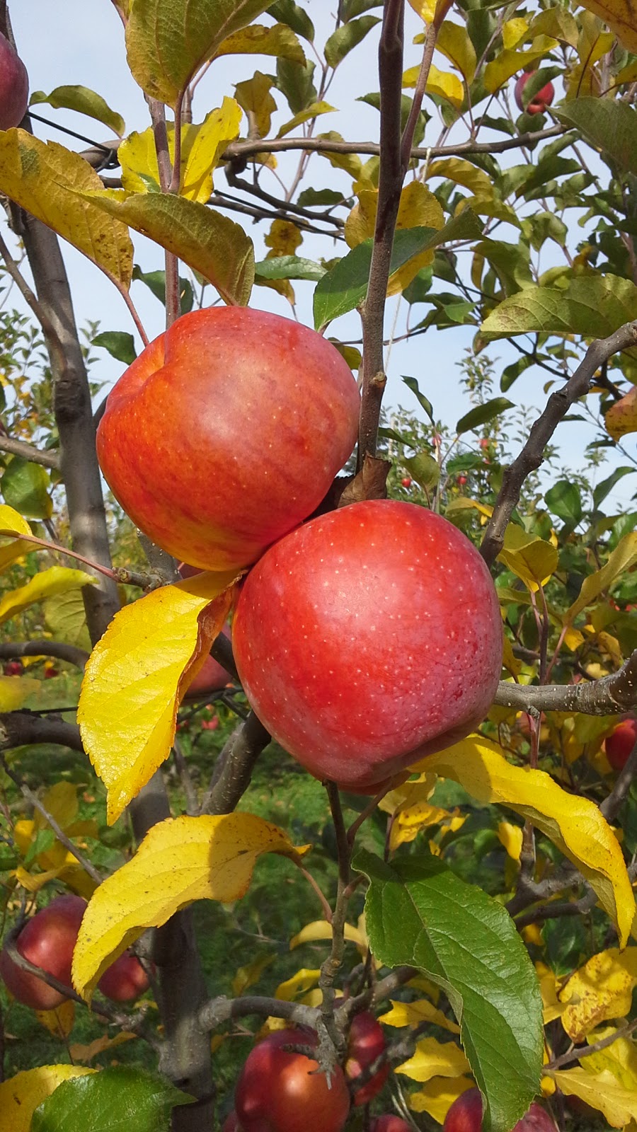 Ravenskill Orchards & Gabbies Premium Cider | 1240 Coats Dr, Gabriola, BC V0R 1X4, Canada | Phone: (250) 325-1111