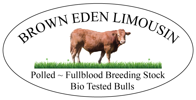 Brown Eden Limousin | 768 Zion Rd, Little Britain, ON K0M 2C0, Canada | Phone: (705) 786-1605