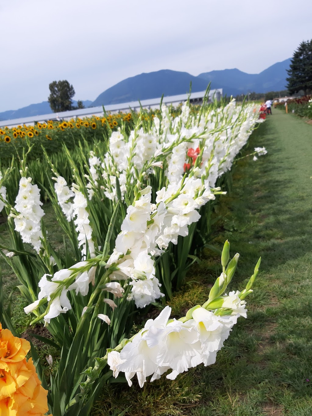 Chilliwack Sunflower Festival | 41310 Yale Rd, Chilliwack, BC V2R 4J3, Canada | Phone: (604) 703-6122