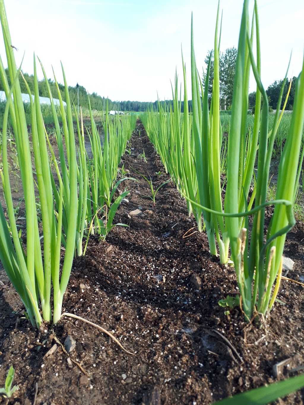 Ferme maraîchère biologique - COUP de FOURCHE | 1934 Chemin Bellevue, Carignan, QC J3E 0J1, Canada | Phone: (514) 605-8877