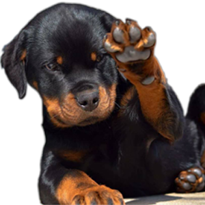 Élevage de chiots et chiens Rottweiler Lanaudière | 300 6e Rang, Saint-Calixte, QC J0K 1Z0, Canada | Phone: (514) 347-3487