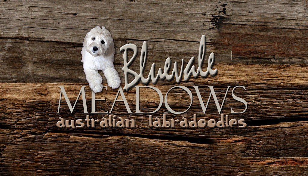 Bluevale Meadows Australian Labradoodles | 41472 Harriston Rd, Wingham, ON N0G 2W0, Canada | Phone: (519) 335-3006