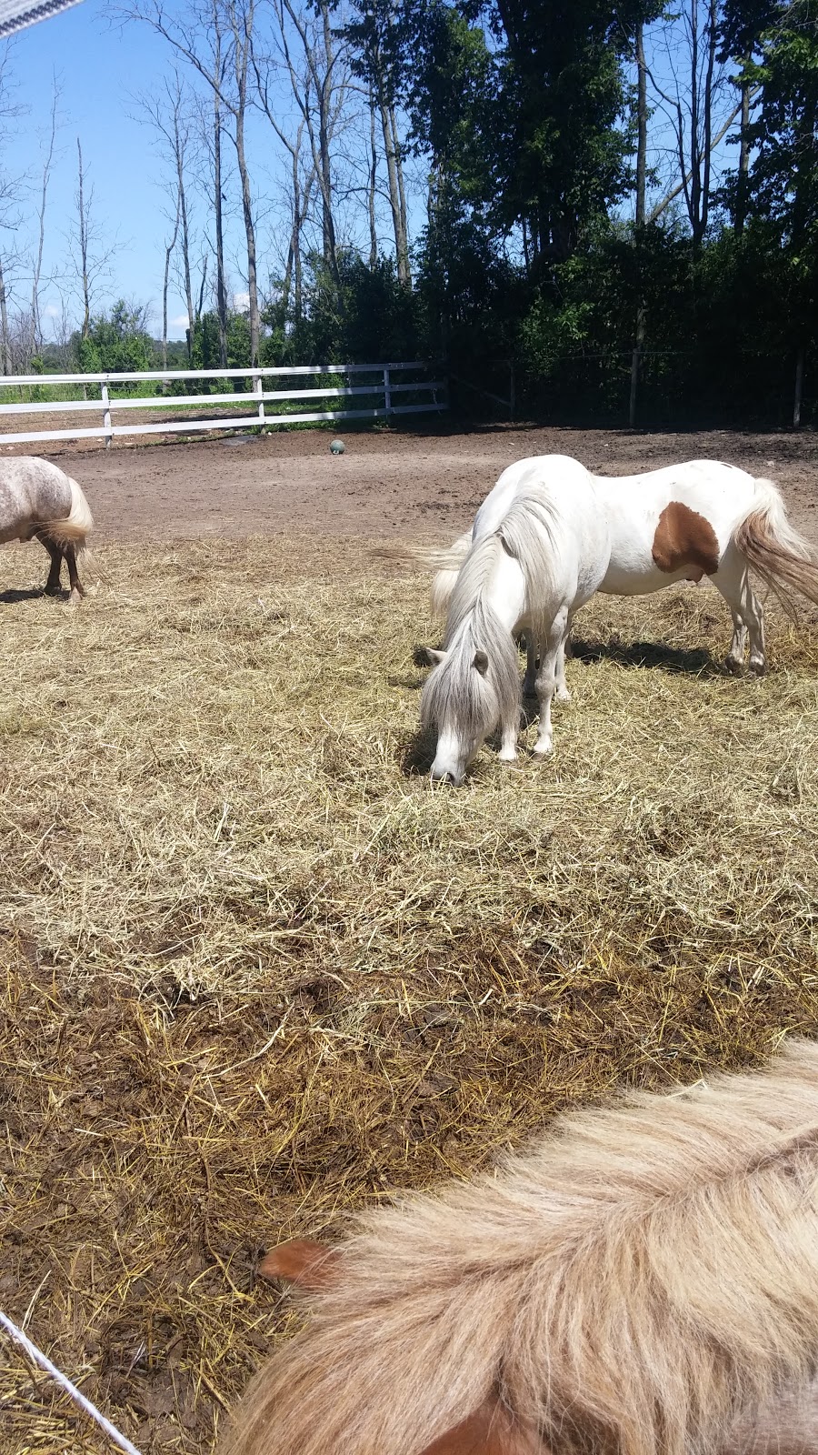 Last Chance Horse And Pony Rescue | 4269 Rebstock Rd, Crystal Beach, ON L0S 1B0, Canada | Phone: (905) 380-1440