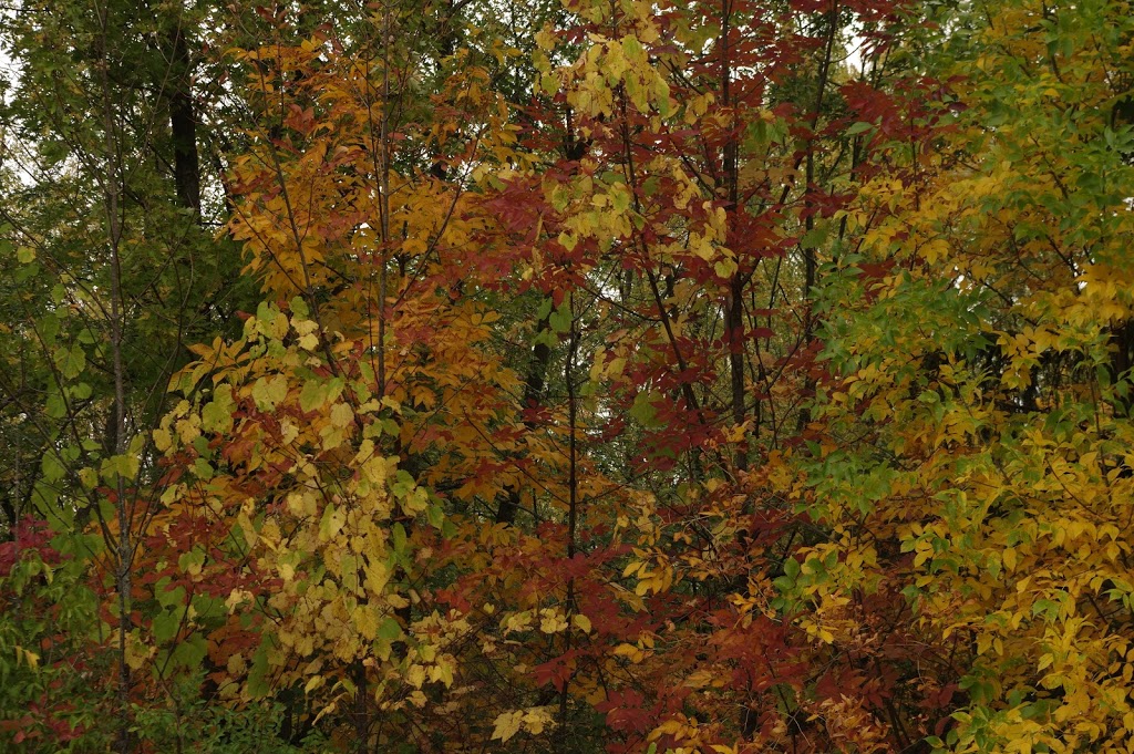 Centennial Forest Park | Milton, ON L9T 5X3, Canada