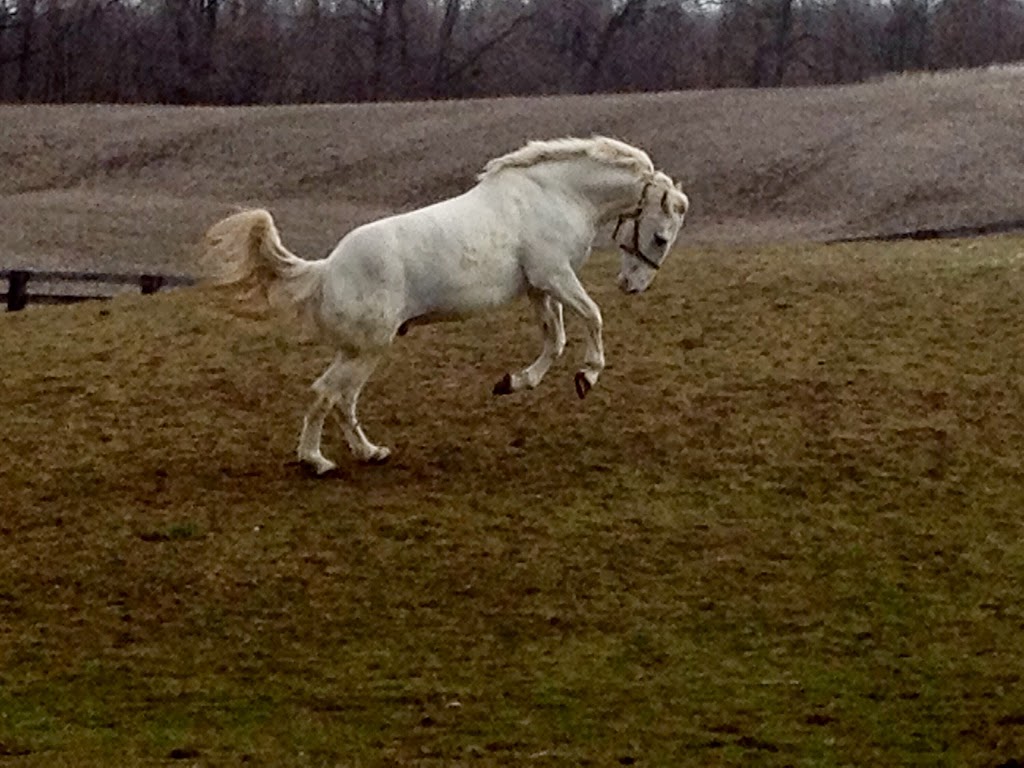 Equine Awareness | 13719 First Line Nassagaweya, Moffat, ON L0P 1J0, Canada | Phone: (519) 362-1182