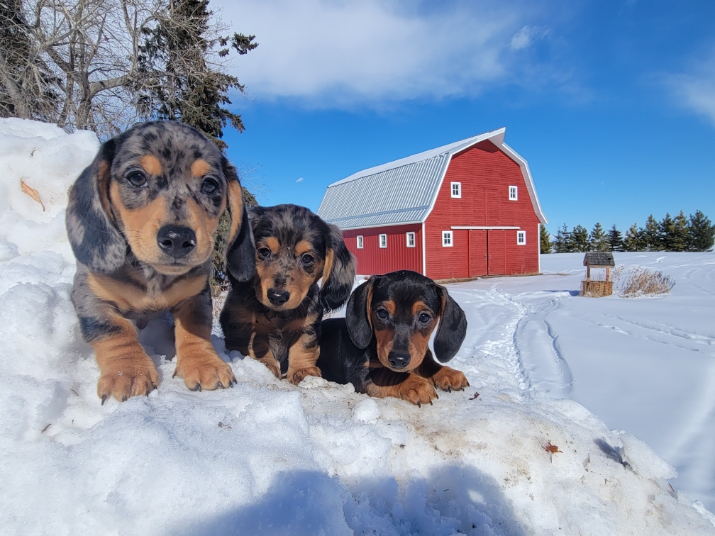 My Mini Dachshund | RR3 Site 13, Olds, AB T4H 1P4, Canada | Phone: (403) 586-0160