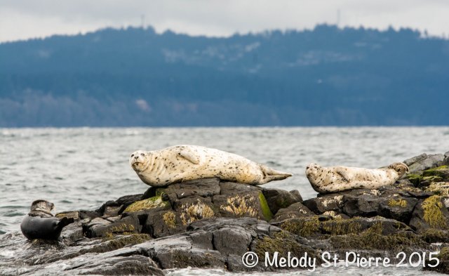 First Class Fishing Charters & Adventures | 4901B East Sooke Road, Sooke, BC V9Z 1B6, Canada | Phone: (250) 857-0121