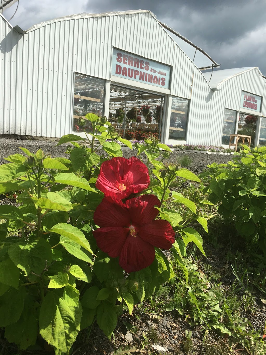 Serres Dauphinais Ste-Julie | 1370 Rang de la Vallée, Sainte-Julie, QC J3E 1Y1, Canada