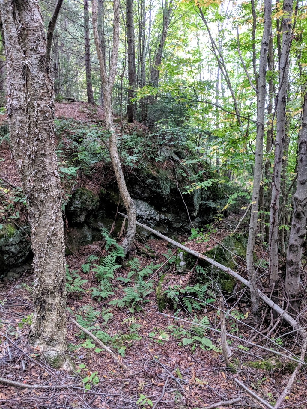 Murphys Bay Wetlands - Rideau Waterway Land Trust | Rideau Lakes, ON K0G 1E0, Canada