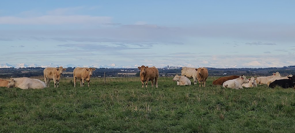 HEJ Charolais | 35137 Rge Rd 283, Red Deer County, AB T4G 0M6, Canada | Phone: (403) 227-2824