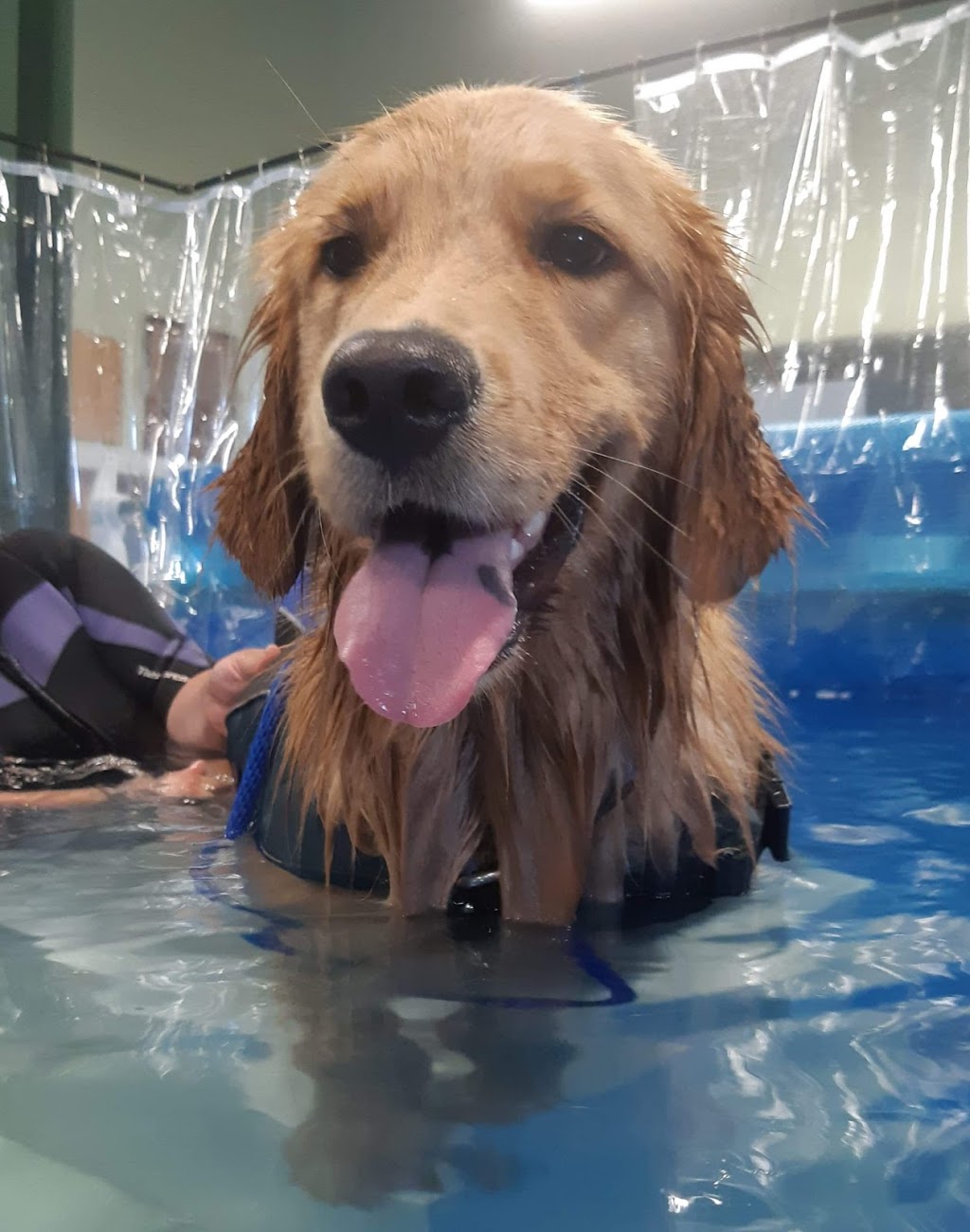 K9 Indoor Splash Pool | 3280 Hwy 7, Pickering, ON L1Y 1C8, Canada | Phone: (905) 655-5577