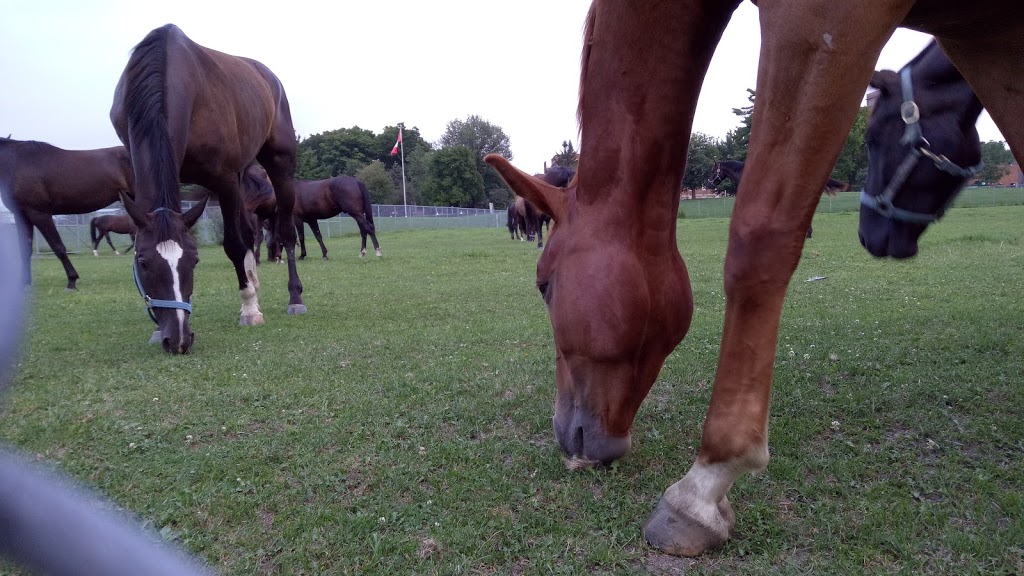 RCMP Stables | Sir George-Étienne Cartier Pkwy, Ottawa, ON K1K, Canada, Canada