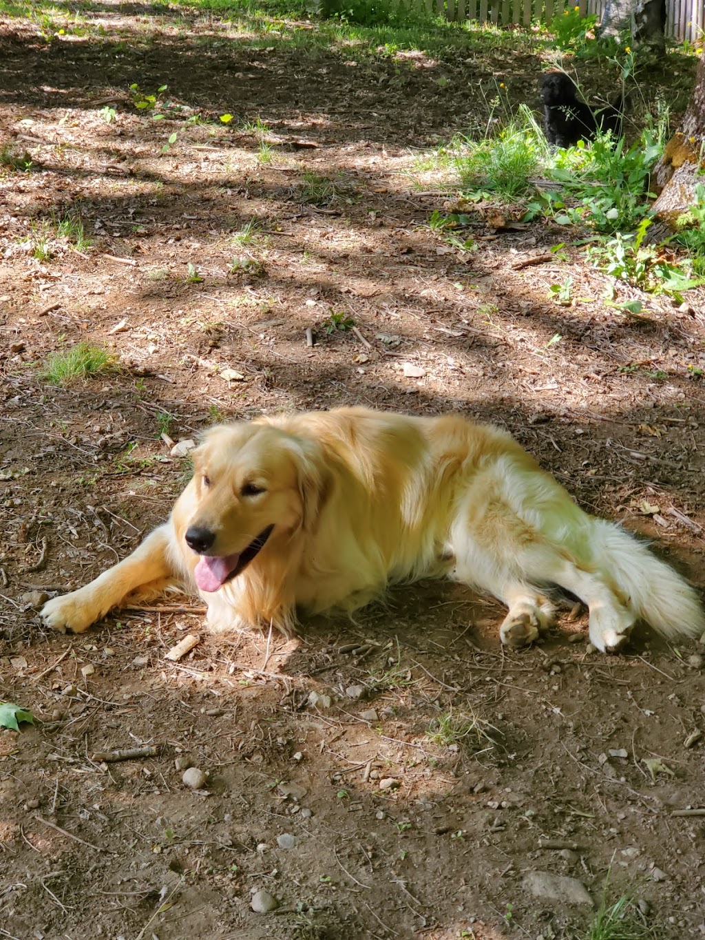 Chai Kennels | 188 Gowland Mountain Rd, Elgin, NB E4Z 1T4, Canada | Phone: (506) 756-8583