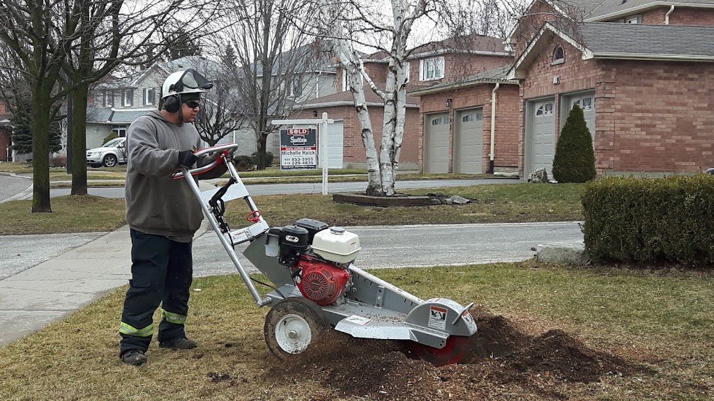 Alexander Tree Care | 351 Waratah Ave, Newmarket, ON L3Y 5J3, Canada | Phone: (905) 505-2577