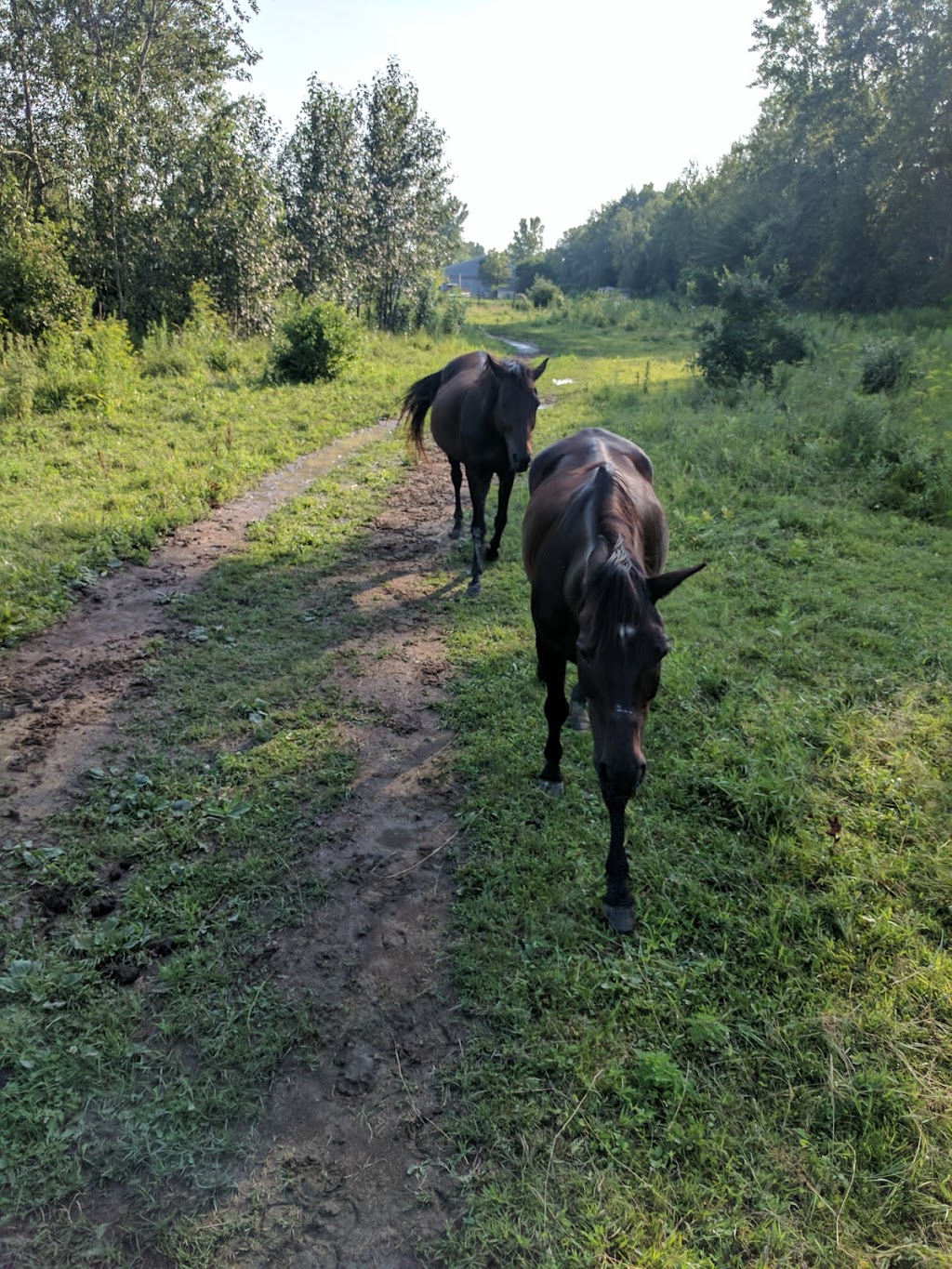 Parc des Pins | Rue de la Sapinière, Saint-Lazare, QC J7T 1Z7, Canada