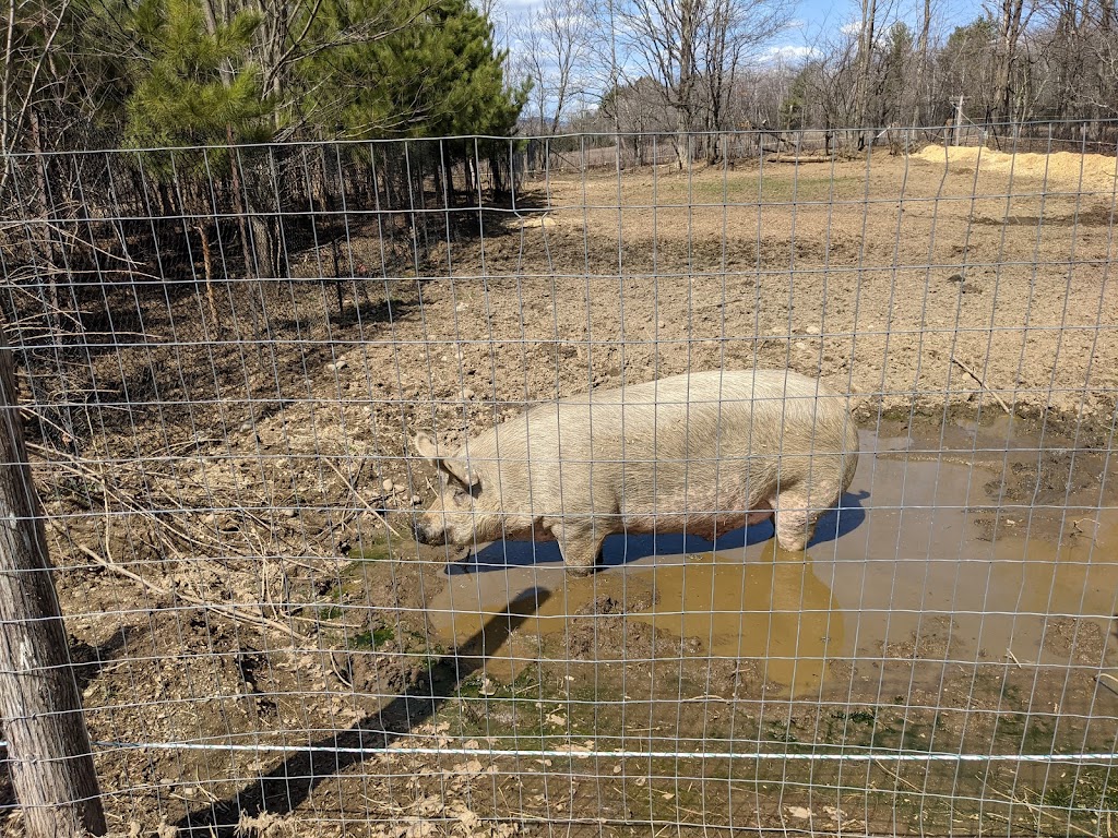 SAFE - Sanctuaire pour animaux de ferme de lEstrie | 508 Rte de Mansonville, Mansonville, QC J0E 1X0, Canada | Phone: (514) 609-8148