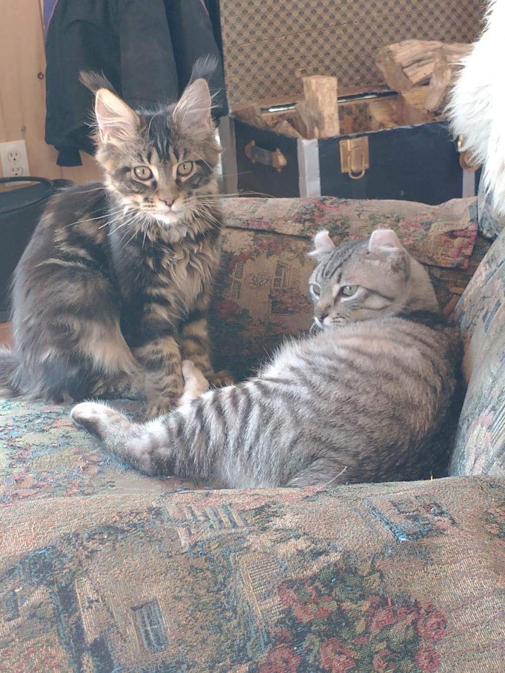 Mycoon, chatterie des Mainecoon | 4e Av, Deux-Montagnes, QC J7R 3B8, Canada | Phone: (438) 969-0380