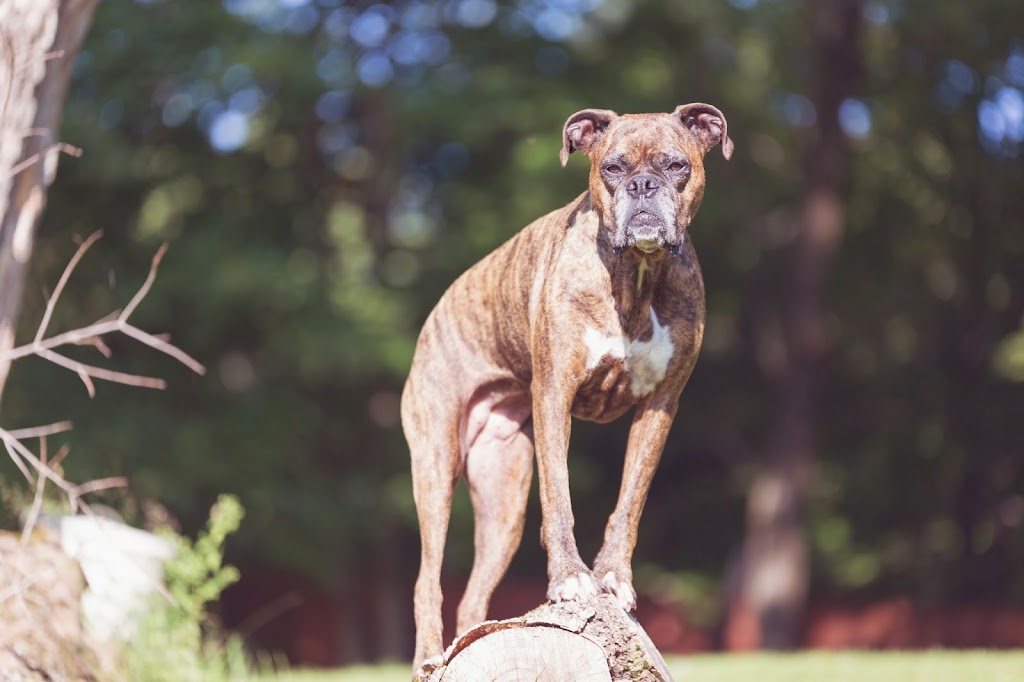 Dressage de chien | Mordu à los | 1550 Rue St Aimé, Drummondville, QC J2B 2S8, Canada | Phone: (819) 388-7833