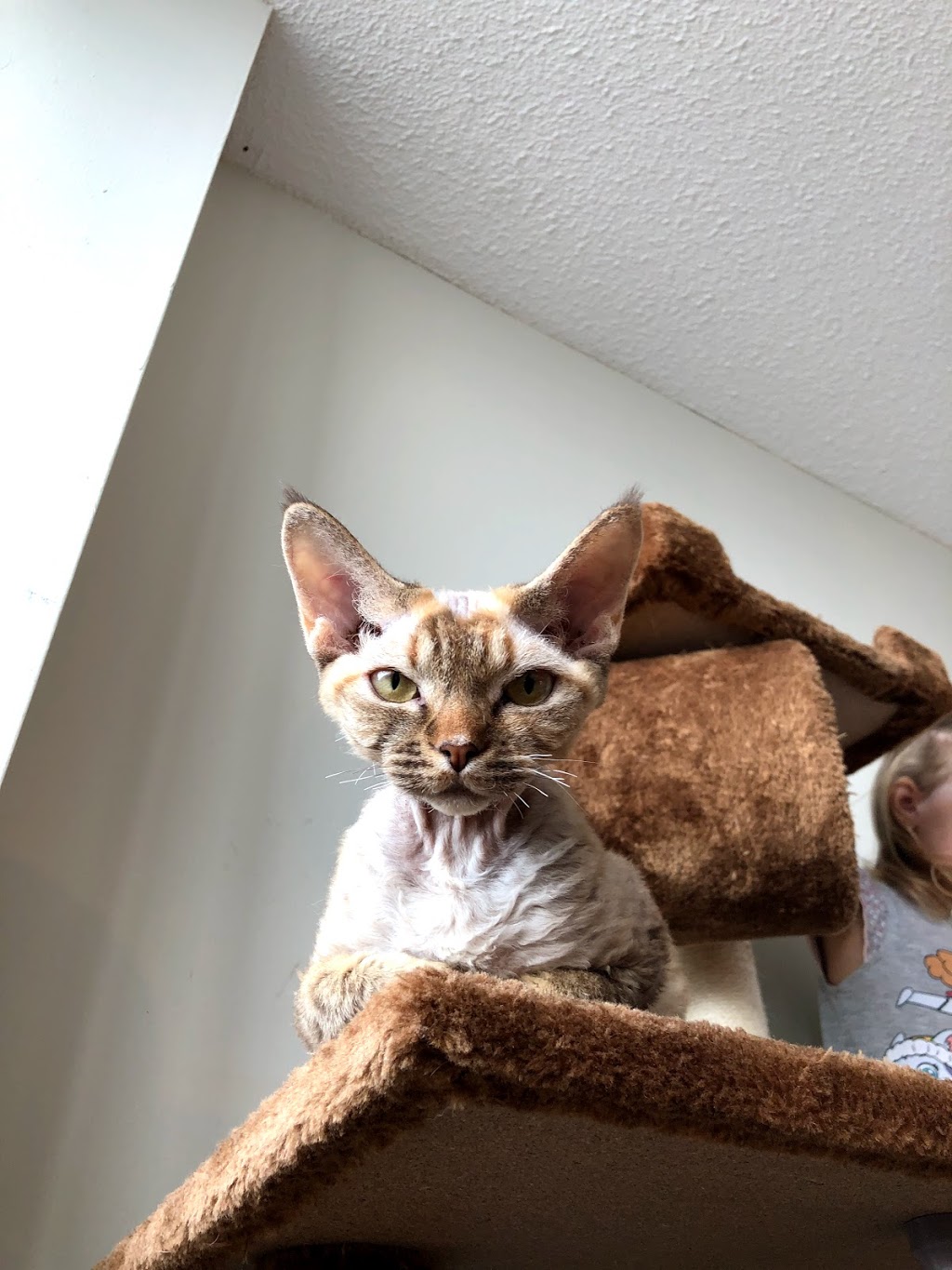 CURLY PRIDE Devon Rex Cattery (Toronto, ON) | 35 Cedarcroft Blvd, North York, ON M2R 2Z4, Canada