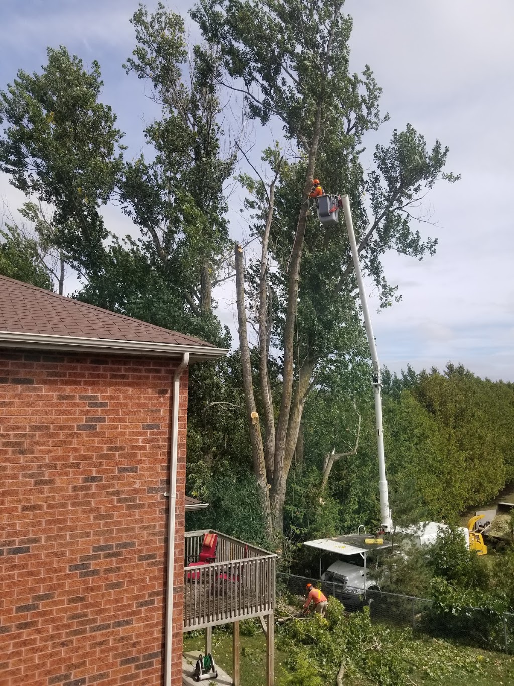 Joss Tree Service | 78 Logie St, Lindsay, ON K9V 5Y2, Canada | Phone: (705) 320-9483