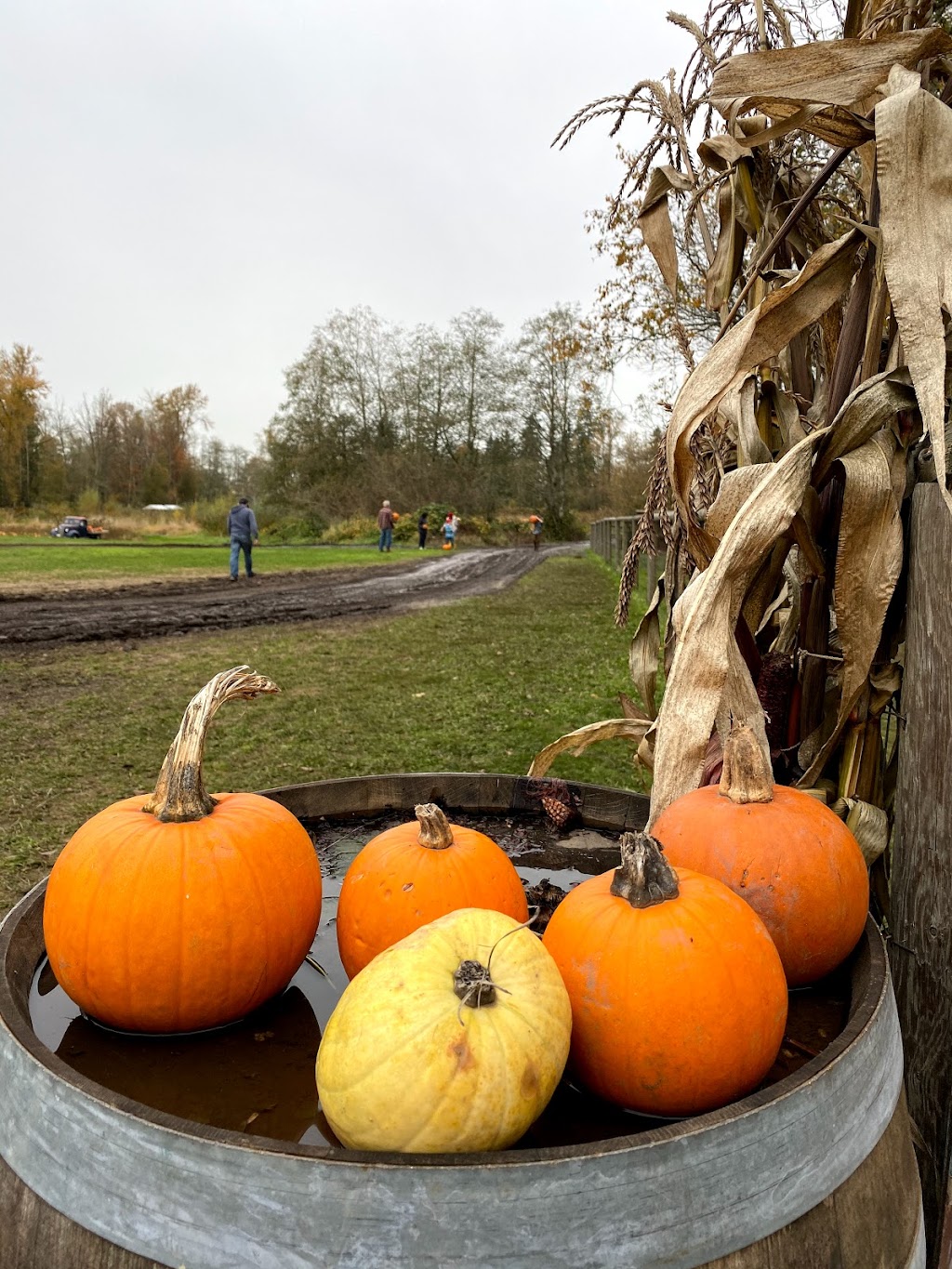 Hazelmere Pumpkin Patch | 18507 20 Ave, Surrey, BC V3S 9V2, Canada | Phone: (604) 542-1205