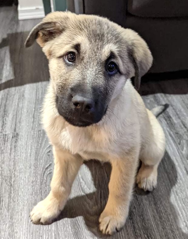 Manitoba Great Pyrenees Rescue | 20 Main St S, New Bothwell, MB R0A 1C0, Canada | Phone: (204) 771-8045