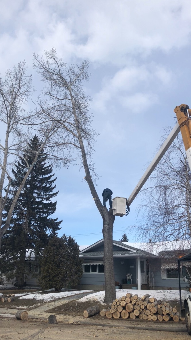 A1 Tree Service | 254035 Range Rd 284, Rocky View County, AB T1Z 0L2, Canada | Phone: (403) 992-6205