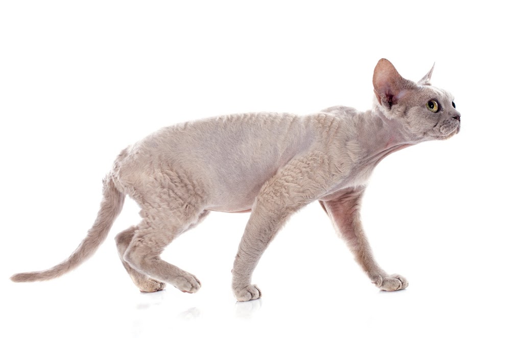 Ontario Devon Rex Breeder | National Cres, Brampton, ON L7A 1G9, Canada | Phone: (905) 866-9612