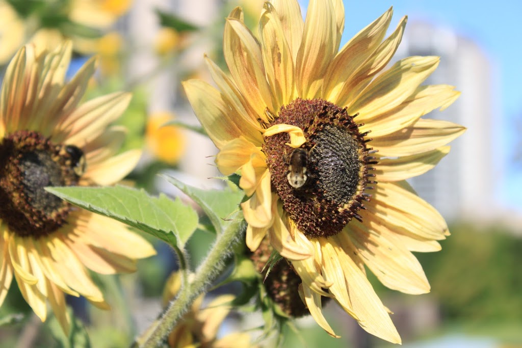 Debra Dynes Community Garden | Carleton Heights - Rideauview, Ottawa, ON K2C, Canada | Phone: (613) 224-3824