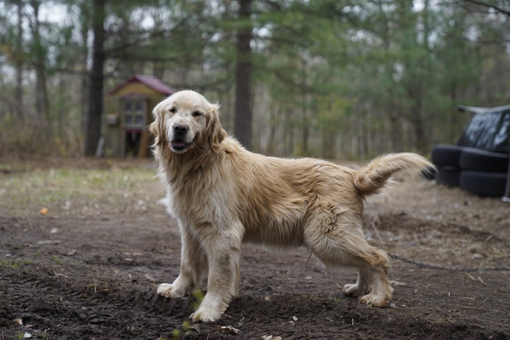 Dale Valley Kennels | 2160 McLean Rd, Parham, ON K0H 2K0, Canada | Phone: (343) 363-9377