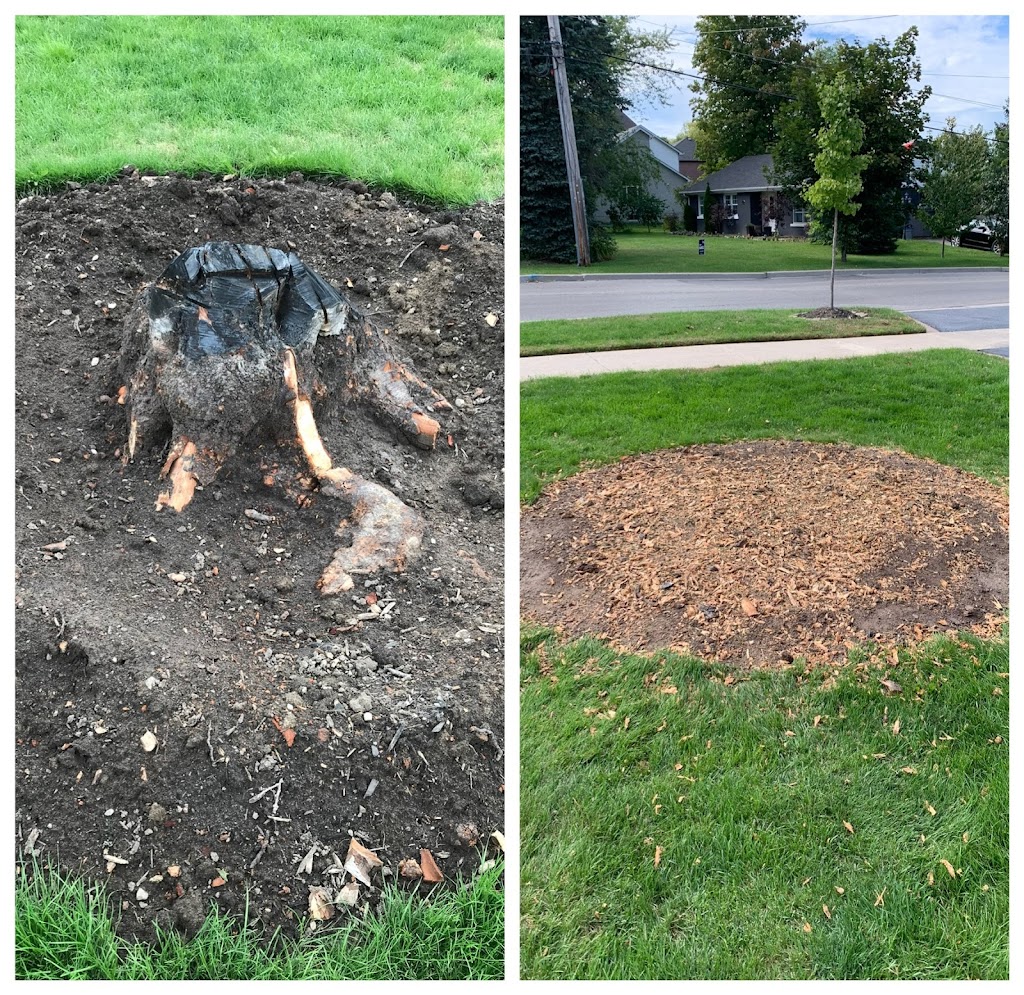 Stump King (Stump Removal Specialist) | 3381 Vernon Powell Dr, Oakville, ON L6H 0Y3, Canada | Phone: (416) 518-3152