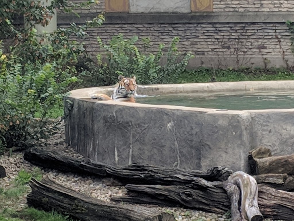 Tiger Exhibit at Buffalo Zoo | Buffalo, NY 14214, USA | Phone: (716) 837-3900