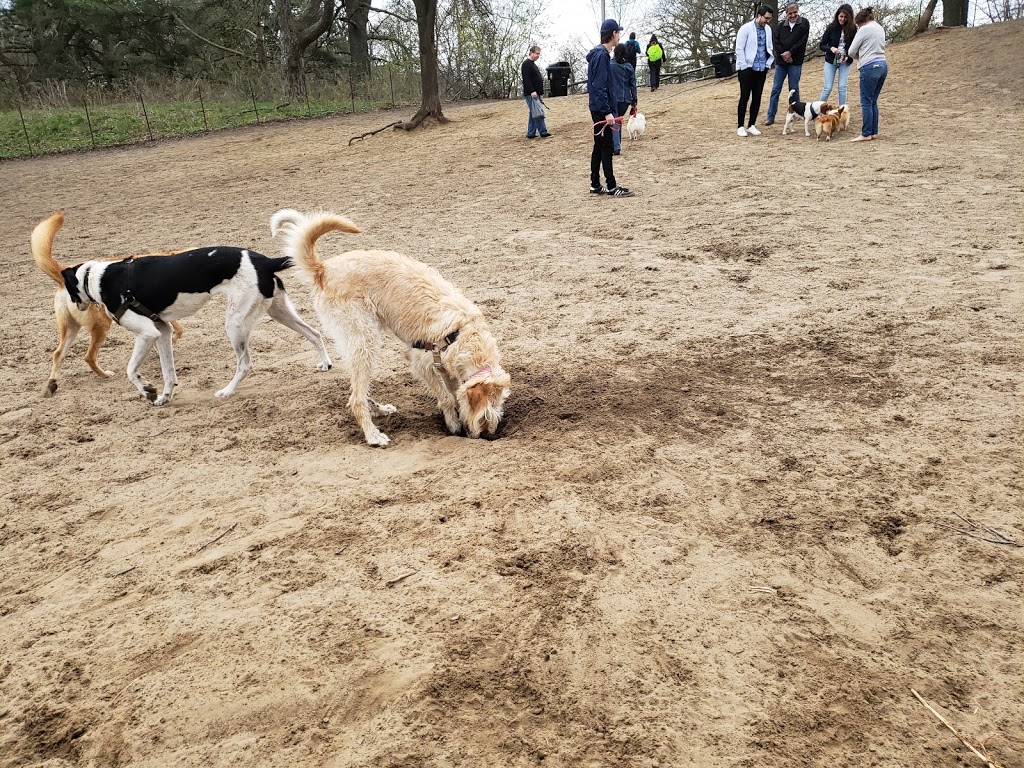 High Park Dog Off Leash Area | 1873 Bloor St W, Toronto, ON M6R 2Z3, Canada | Phone: (416) 338-0338