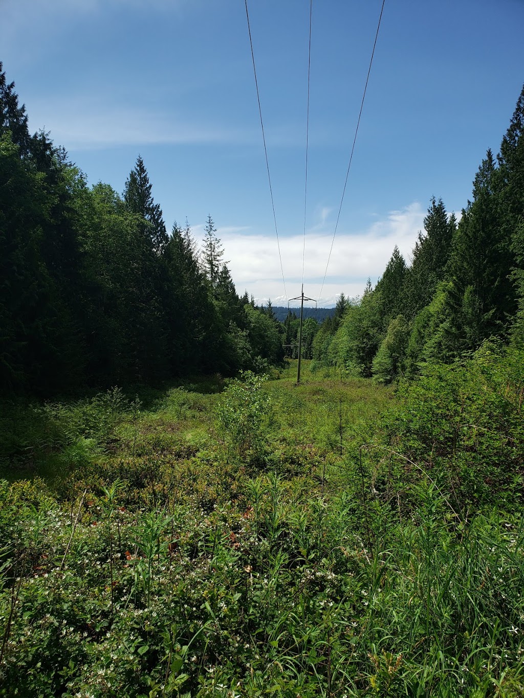 Hidden Grove/Heritage Forest - Off leash Dog Park | 7000 Sechelt Inlet Rd, Sechelt, BC V0N 3A4, Canada